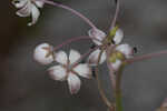 Carolina milkweed